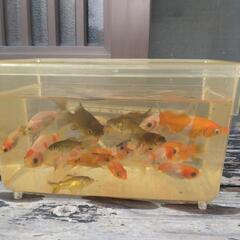 金魚の画像