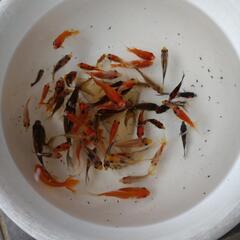 金魚の画像