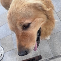 ゴールデンレトリバー　5歳　里親募集 - 犬