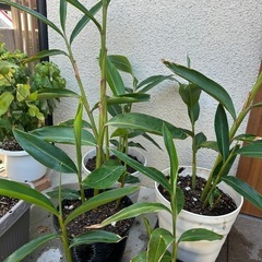 月桃　鉢付きの画像