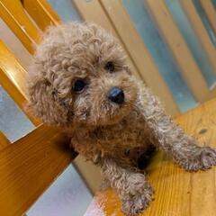 トイプー🐶男の子♥️