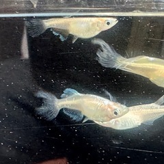 メダカ 天使の雫 2ペア 若魚の画像
