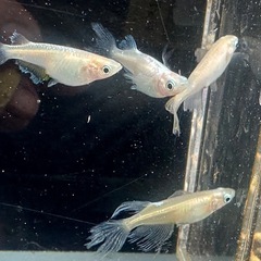 メダカ 天使の雫 2ペア 若魚の画像