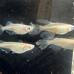 メダカ 天使の雫 2ペア 若魚の画像