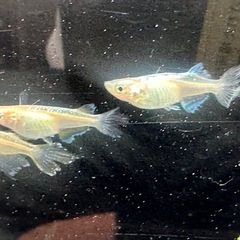 メダカ 天使の雫 2ペア 若魚の画像