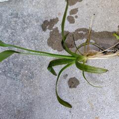 ナガバオモダカの画像