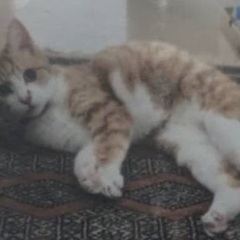 【迷い猫】猫を探しています。