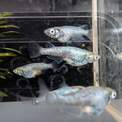 【黒百式体外光・5匹】メダカ【大分市手渡し】めだかの画像