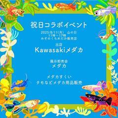 メダカ展示販売の画像