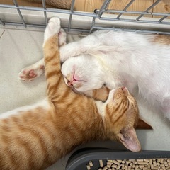 茶トラと茶白の可愛い兄弟です❣️ - 猫