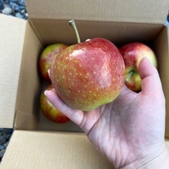 夏りんご　シナノリップ　規格外一袋500円の画像