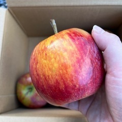 夏りんご　シナノリップ　規格外一袋500円の画像