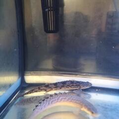 🐟ポリプテルス各種🐟の画像