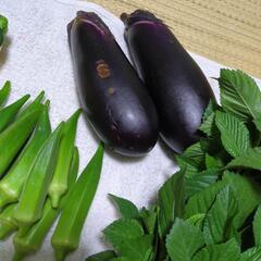 夏野菜の画像