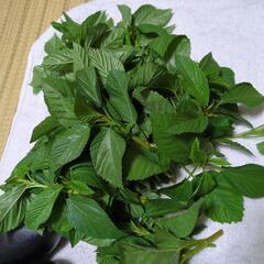 夏野菜の画像