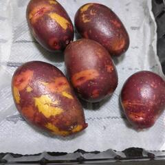 夏野菜の画像