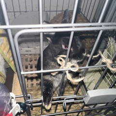 うさぎ譲ります