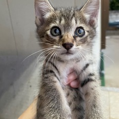 キジトラ　オス　