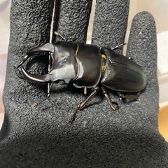 久留米産オオクワペア②の画像