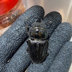 久留米産オオクワペア②の画像