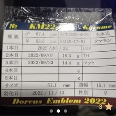 久留米産オオクワペア②の画像