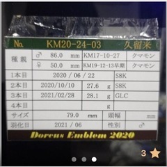 久留米産オオクワペア②の画像