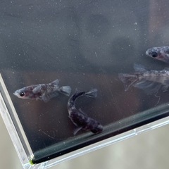 めだか 和墨ブルーアイRLF 4匹の画像