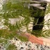 ランキングキーワードに紐づく投稿画像-メダカ