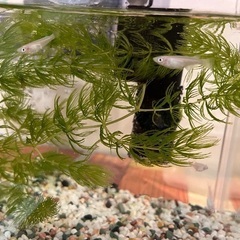 白メダカ（稚魚）の画像