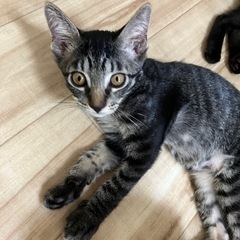[お話中]生後4か月、肩乗り大好き黒雉♂チコリ🛩️