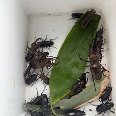 カブトムシ　クワガタムシ　野生の画像