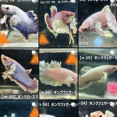 インドネシア便 到着しました☆の画像