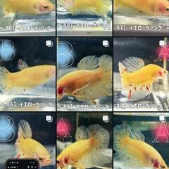 インドネシア便 到着しました☆の画像