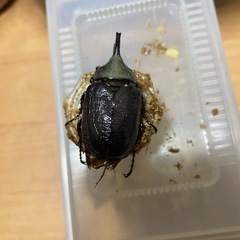 グラントシロカブト極小B品♂の画像