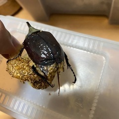 グラントシロカブト極小B品♂の画像