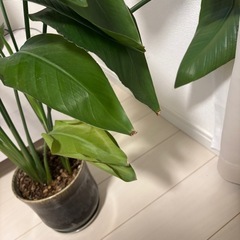 観葉植物の画像