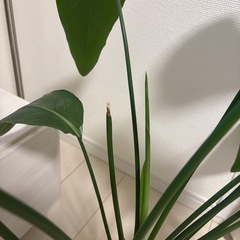 観葉植物の画像
