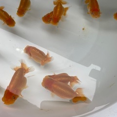 🐟金魚ランチュウ🐟の画像