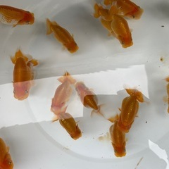 🐟金魚ランチュウ🐟の画像