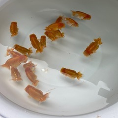🐟金魚ランチュウ🐟の画像