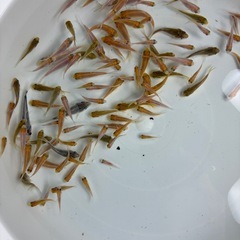 錦鯉ミックス稚魚50匹‼️の画像