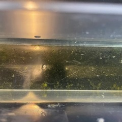 メダカの稚魚　の画像