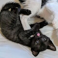 ★譲渡会あります★　約2ヶ月の黒猫ちゃん
