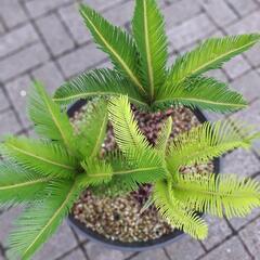 ソテツ　蘇鉄　蘇轍　寄せ植えの画像