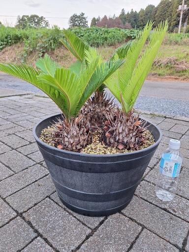 ソテツ蘇鉄蘇轍寄せ植え (isa) 市塙の家庭用品《ガーデニング