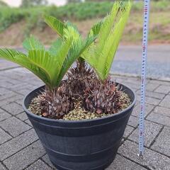 ソテツ　蘇鉄　蘇轍　寄せ植えの画像