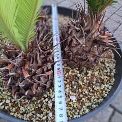 ソテツ　蘇鉄　蘇轍　寄せ植えの画像