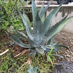 ★植栽★アガベアメリカーナ（子株付き）の画像
