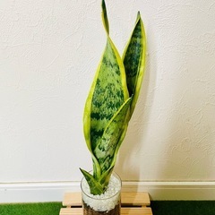 サンスベリア　ローレンティー　観葉植物　ハイドロカルチャーの画像