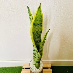 サンスベリア　ローレンティー　観葉植物　ハイドロカルチャーの画像